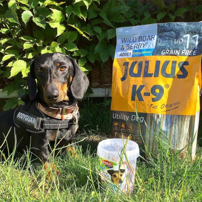 Julius-K9 Wild Boar & Berry met tekkel